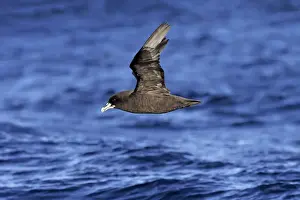 White-chinned Petrel (Procellaria aequinoctialis) adult, in flight low over sea, Cape of Good Hope, Western Cape