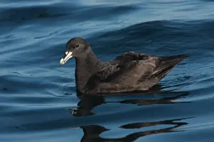 Winters Prints: White-chinned Petrel (Procellaria aequinoctialis) adult