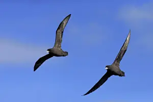 White-chinned Petrel (Procellaria aequinoctialis) adult pair, in flight, Cape of Good Hope, Western Cape, South Africa