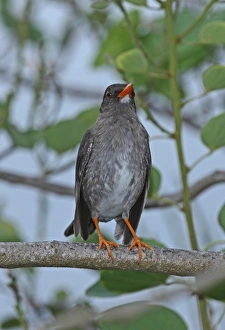 White-chinned Thrush (Turdus aurantius) adult, perched on branch, Port Antonio, Jamaica, march