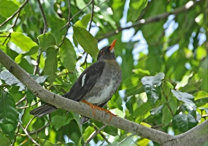 Thrush Prints: White-chinned Thrush (Turdus aurantius) adult