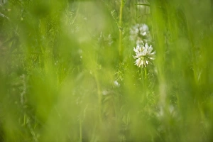 Fabaceae Prints: White Clover (Trifolium repens) flowering, Sweden, june