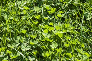 Fabaceae Prints: White Clover (Trifolium repens) leaves
