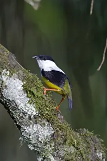 White-collared Manakin (Manacus candei) adult male, perched on branch, near Sarapiqui River, Costa Rica, February