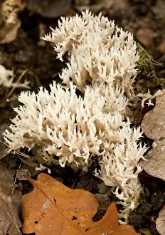White Coral Fungus (Clavulina cristata) fruiting bodies, growing amongst leaf litter in old woodland, Wiltshire