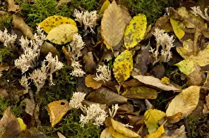 White Coral Fungus (Clavulina cristata) fruiting bodies, growing amongst leaf litter in deciduous woodland, Dordogne