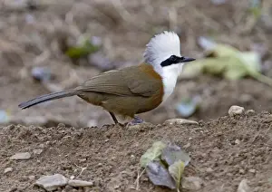 Himalayan Prints: White-crested Laughingthrush (Garrulax leucolophus) adult