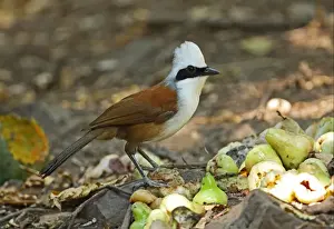 White-crested Laughingthrush (Garrulax leucolophus belangeri) adult, feeding on fruit, Kaeng Krachan N. P. Thailand, february