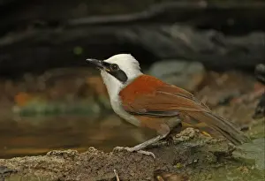 White-crested Laughingthrush (Garrulax leucolophus belangeri) adult, drinking at forest pool, Kaeng Krachan N. P. Thailand, november