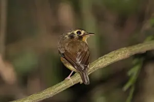 Sub Tropical Prints: White-crested Spadebill (Platyrinchus platyrhynchos) adult