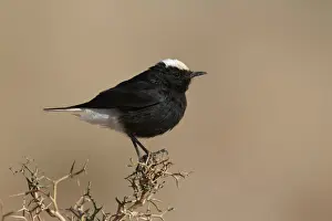 White-crowned Black Wheatear (Oenanthe leucopyga) adult, perched on thorny bush, Morocco, february