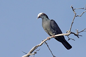 Pigeon Prints: White-crowned Pigeon (Columba leucocephala) adult, perched on branch, Cayman Islands