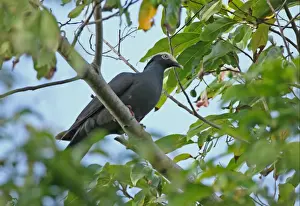 Pigeon Prints: White-crowned Pigeon (Patagioenas leucocephala) adult