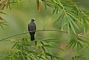White-crowned Pigeon (Patagioenas leucocephala) adult, perched on bamboo, Ecclesdown Road, Jamaica, march
