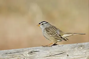 White-crowned Sparrow (Zonotrichia leucophrys) adult, perched on wood, Bosque del Apache National Wildlife Refuge, New Mexico, U. S. A. november