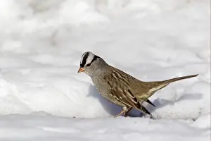 White-crowned Sparrow (Zonotrichia leucophrys) adult, foraging in snow, Bosque del Apache National Wildlife Refuge, New Mexico, U. S. A. december