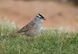 White-crowned Sparrow (Zonotrichia leucophrys) adult, standing on short grass, Arches N. P. Utah, U. S. A. may