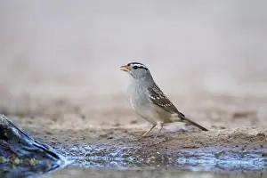 White-crowned Sparrow (Zonotrichia leucophrys) adult, drinking at pool, South Texas, U. S. A. april