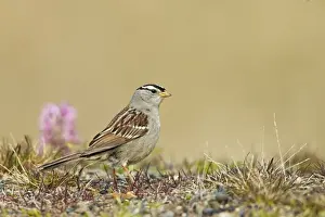 White-crowned Sparrow (Zonotrichia leucophrys) adult, standing on tundra, near Barrow, Alaska, U. S. A. June
