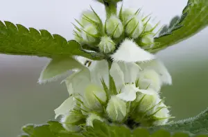Buds Prints: White Dead-nettle (Lamium album) close-up of flowers and flowerbuds