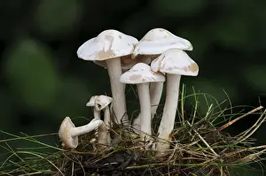 Body Prints: White Domecap (Lyophyllum connatum) fruiting bodies