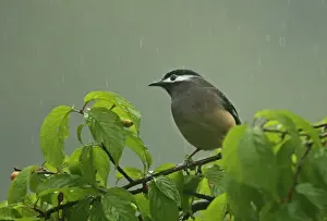 White-eared Sibia (Heterophasia auricularis) adult, perched in fruiting tree during rainfall