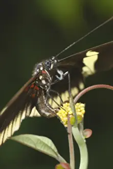 Costa Rican Prints: White-edged Longwing (Heliconius eleuchia) adult female