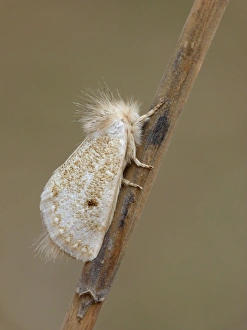 White Epicoma Moth (Epicoma argentata) adult male, roosting on eucalyptus stick, Western Australia, Australia