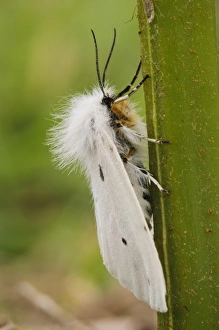 Pembrokeshire Prints: White Ermine (Spilosoma lubricipeda) adult
