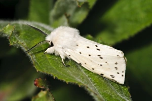 Priory Water Prints: White Ermine (Spilosoma lubricipeda) adult male