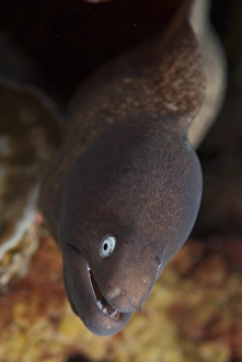 Morays Prints: White-eyed Moray (Siderea thyrsoidea) adult