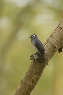Fly Catcher Prints: White-eyed Slaty Flycatcher (Melaenornis fischeri) adult