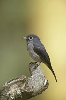 White-eyed Slaty Flycatcher (Melaenornis fischeri) Kenya