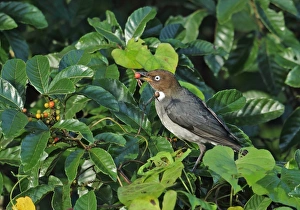 West Indian Prints: White-eyed Thrush (Turdus jamaicensis) adult