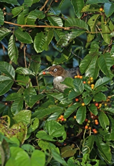 White-eyed Thrush (Turdus jamaicensis) adult, feeding on fruit, perched in fruiting bush, Marshalls Pen, Jamaica