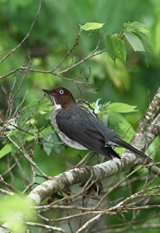 Thrush Prints: White-eyed Thrush (Turdus jamaicensis) adult