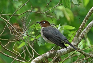 White-eyed Thrush (Turdus jamaicensis) adult, perched on branch, Port Antonio, Jamaica, april