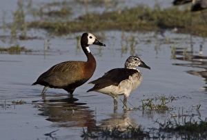 Botswana Prints: White faced Duck with knob billed duck- Okavango delta