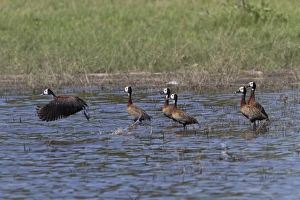 Botswana Prints: White faced Ducks group about to take-off Okavango delta