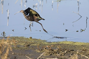 Ibises Prints: White-faced Ibis (Plegadis chihi) adult