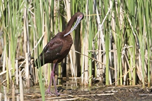 White-faced Ibis (Plegadis chihi) adult, breeding plumage, preening, North Dakota, U. S. A. June