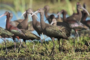 Ibises Prints: White-faced Ibis (Plegadis chihi) immature