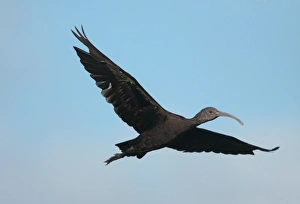 White-faced Ibis (Plegadis chihi) immature, in flight, with moulting wing feathers, Rincon de Cobo, Buenos Aires Province, Argentina, december