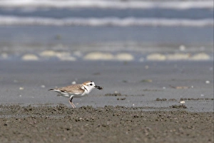 Plovers Prints: White-faced Plover (Charadrius dealbatus) adult
