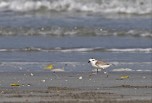 White-faced Plover (Charadrius dealbatus) adult, running along beach, Thailand, february