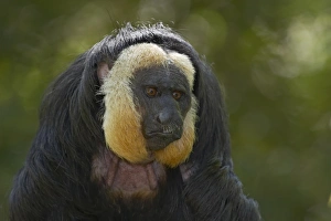 White Faced Prints: White-faced Saki (Pithecia pithecia) adult male, close-up of head, Apenheul (captive)