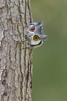 Owls Prints: White-faced Scops-owl (Otus leucotis) adult, looking out from hole in tree trunk (captive)