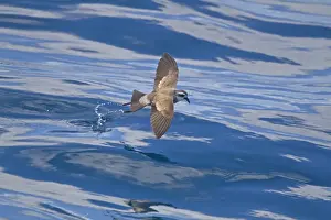 White-faced Storm-petrel (Pelagodroma marina) adult, in flight over sea, New Zealand, november