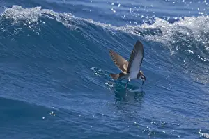 White-faced Storm-petrel (Pelagodroma marina) adult, in flight over sea, feeding from surface of water, New Zealand, november