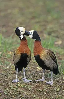 Anniversary Prints: White-faced Whistling-duck (Dendrocygna viduata) adult pair, courtship preening